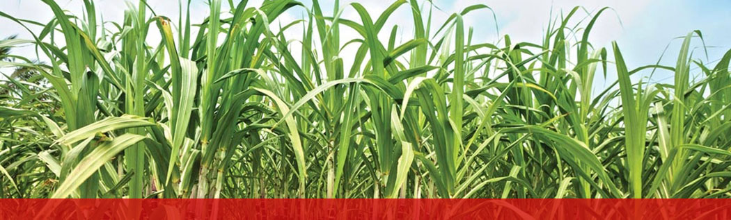 Environment friendly Sugarcane cultivation