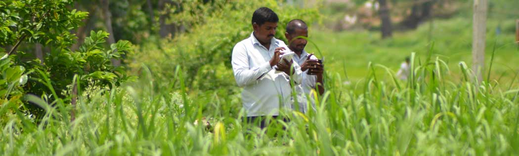 technology in cane management
